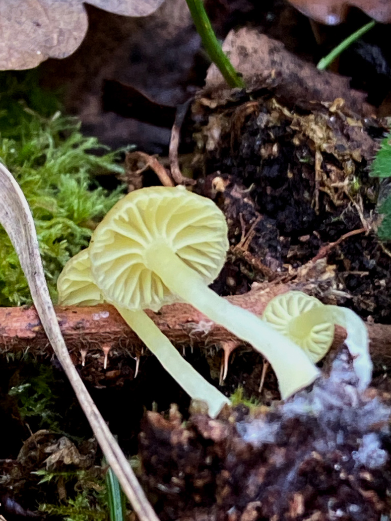 Photo ©Chris Grimbly Chrysomphalina grossula by Chris Grimbly